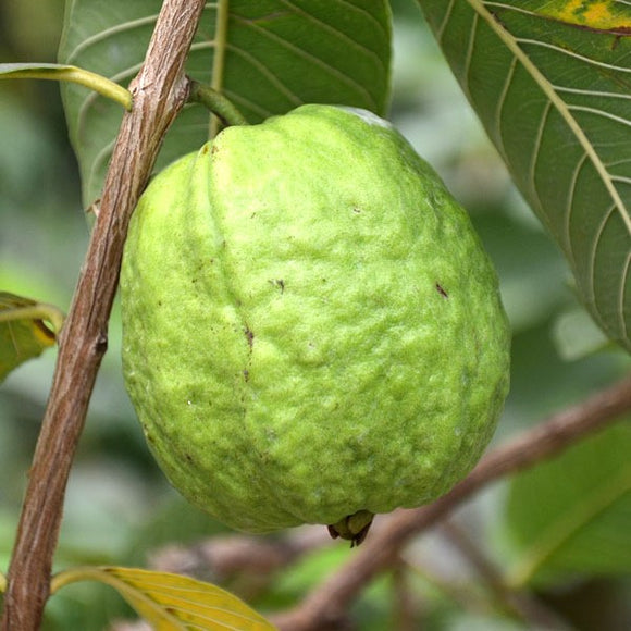 Vietnamese Giant Guava