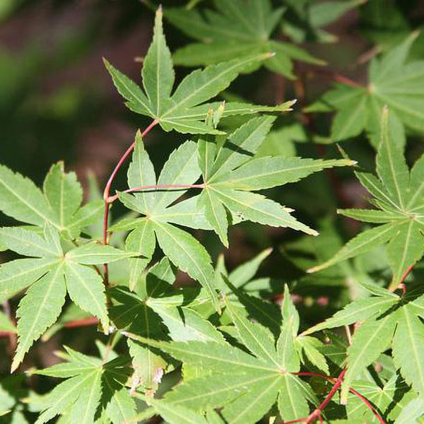 Japanese Maple | C&J Gardening Center