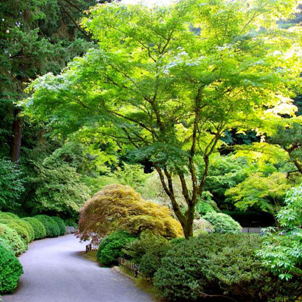 Japanese Maple | C&J Gardening Center