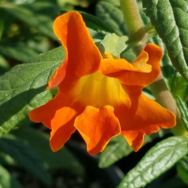 Jelly Bean Orange Monkeyflower C&J Gardening Center