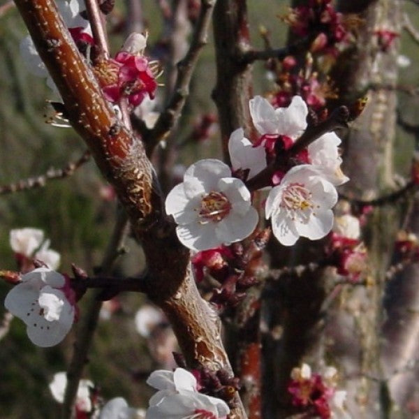 apricot trees flowers
