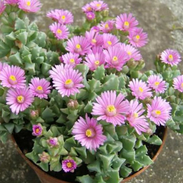 pink ice plant succulent Pink Ice Plant Desert