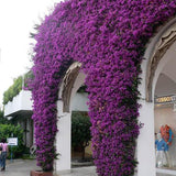 Purple Shade Bougainvillea Vine - C&J Gardening Center