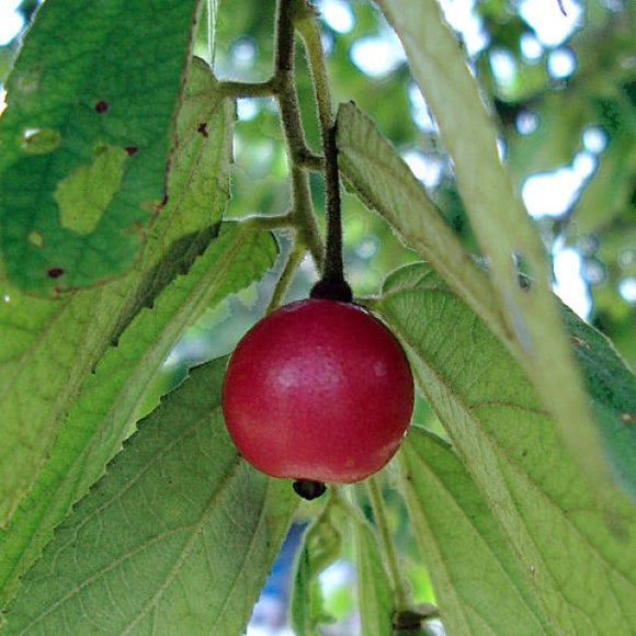Strawberry Tree - Muntingia calabura