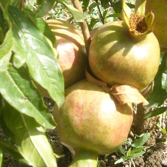 White Pomegranate