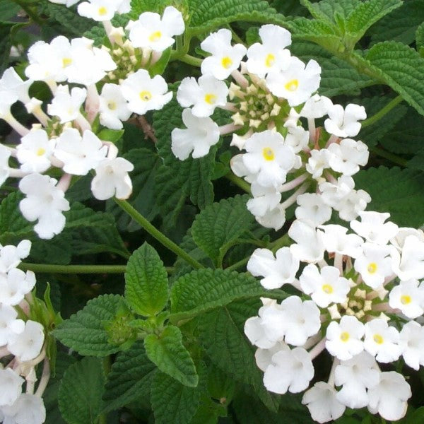 White Trailing Lantana