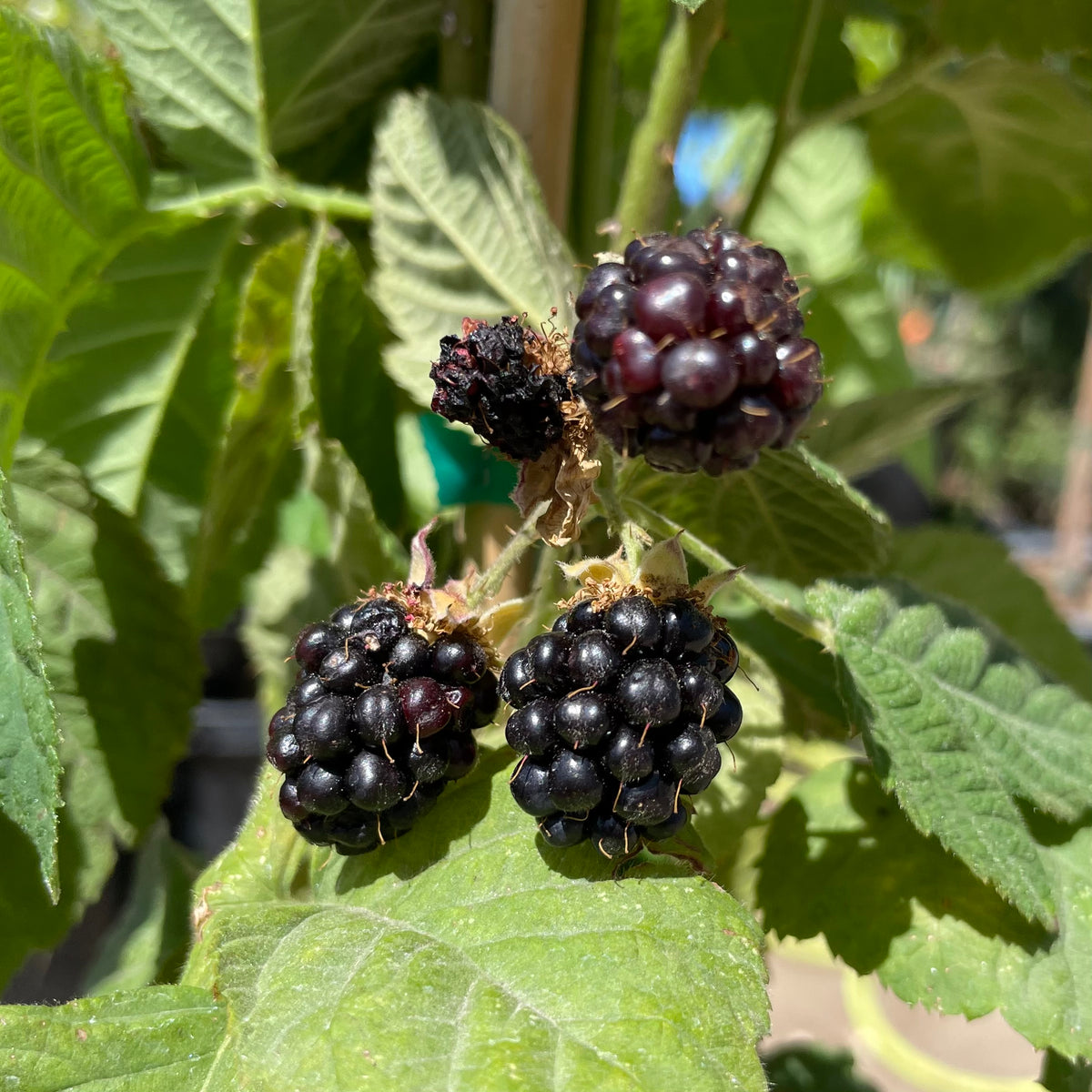 【美品レア】 BlackBerry 花びん Blackberry | C&J Gardening Center