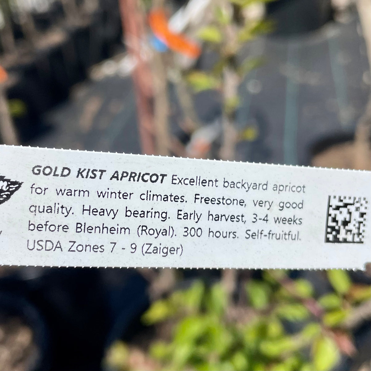 Gold Kist Apricot C&J Gardening Center