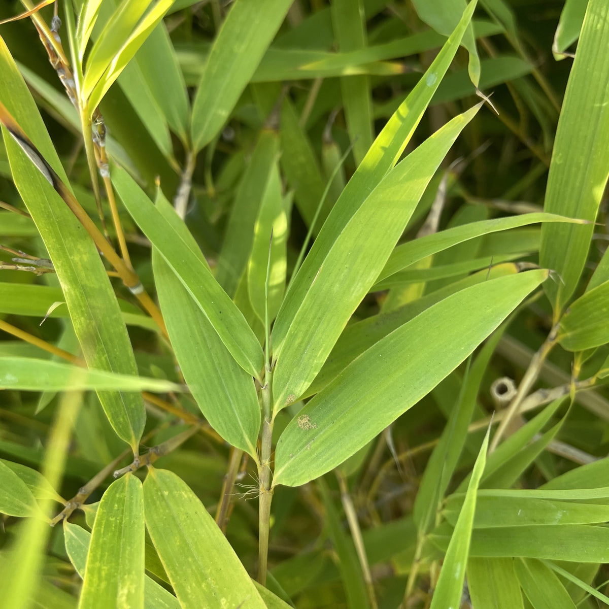 Golden Bamboo