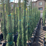 Italian Cypress - C&J Gardening Center