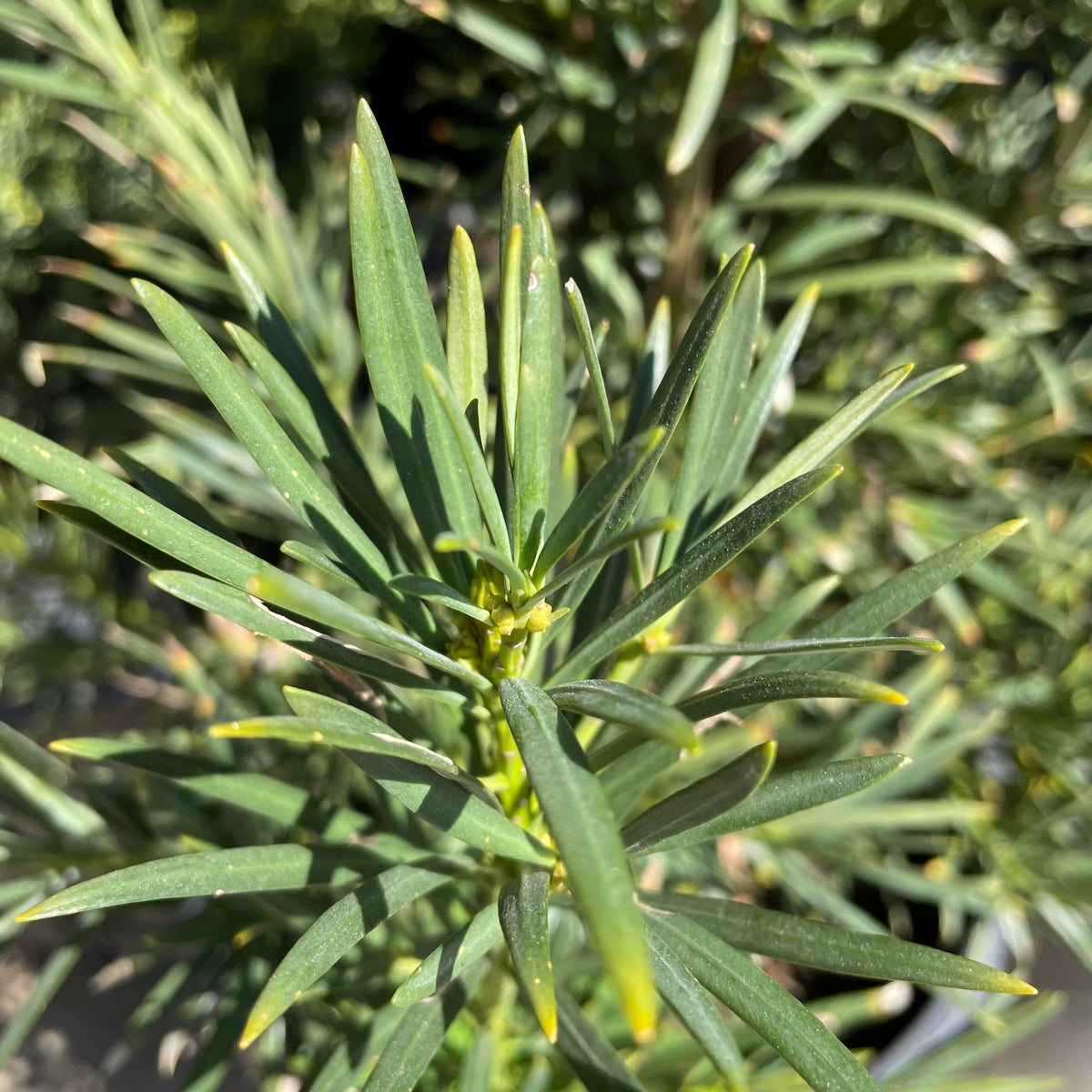 podocarpus macrophyllus Yew Pine - Podocarpus macrophyllus