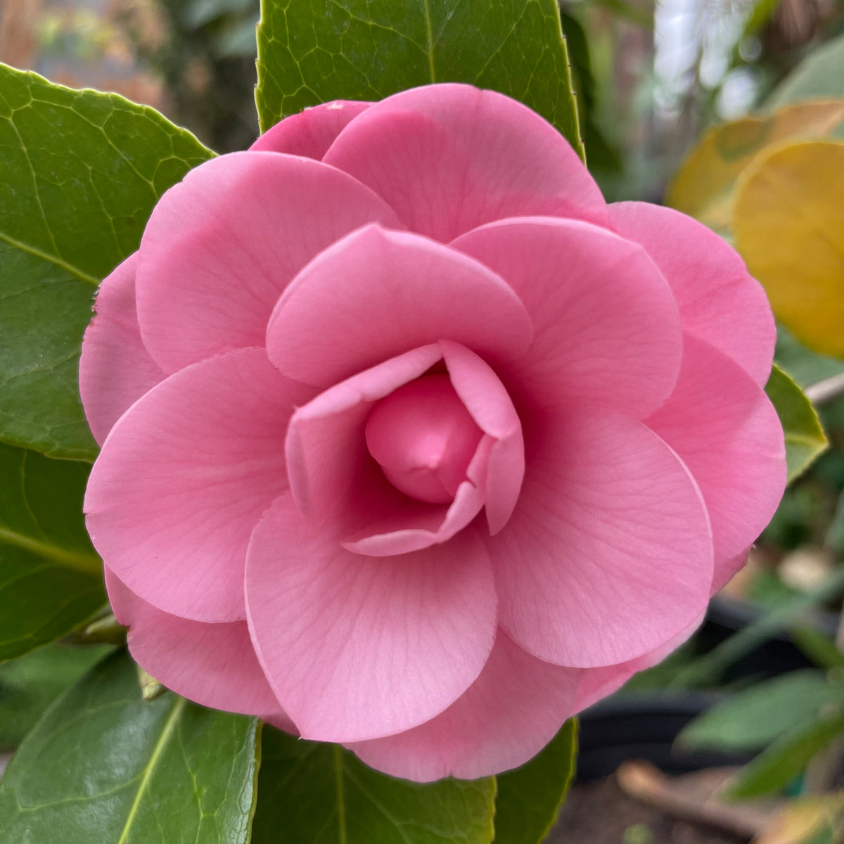 Pink Shade Mrs. Tingley Camellia | C&J Gardening Center