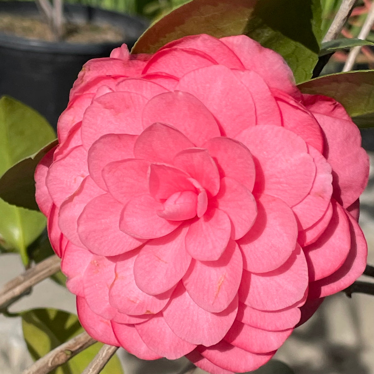 Pink Shade Mrs. Tingley Camellia | C&J Gardening Center