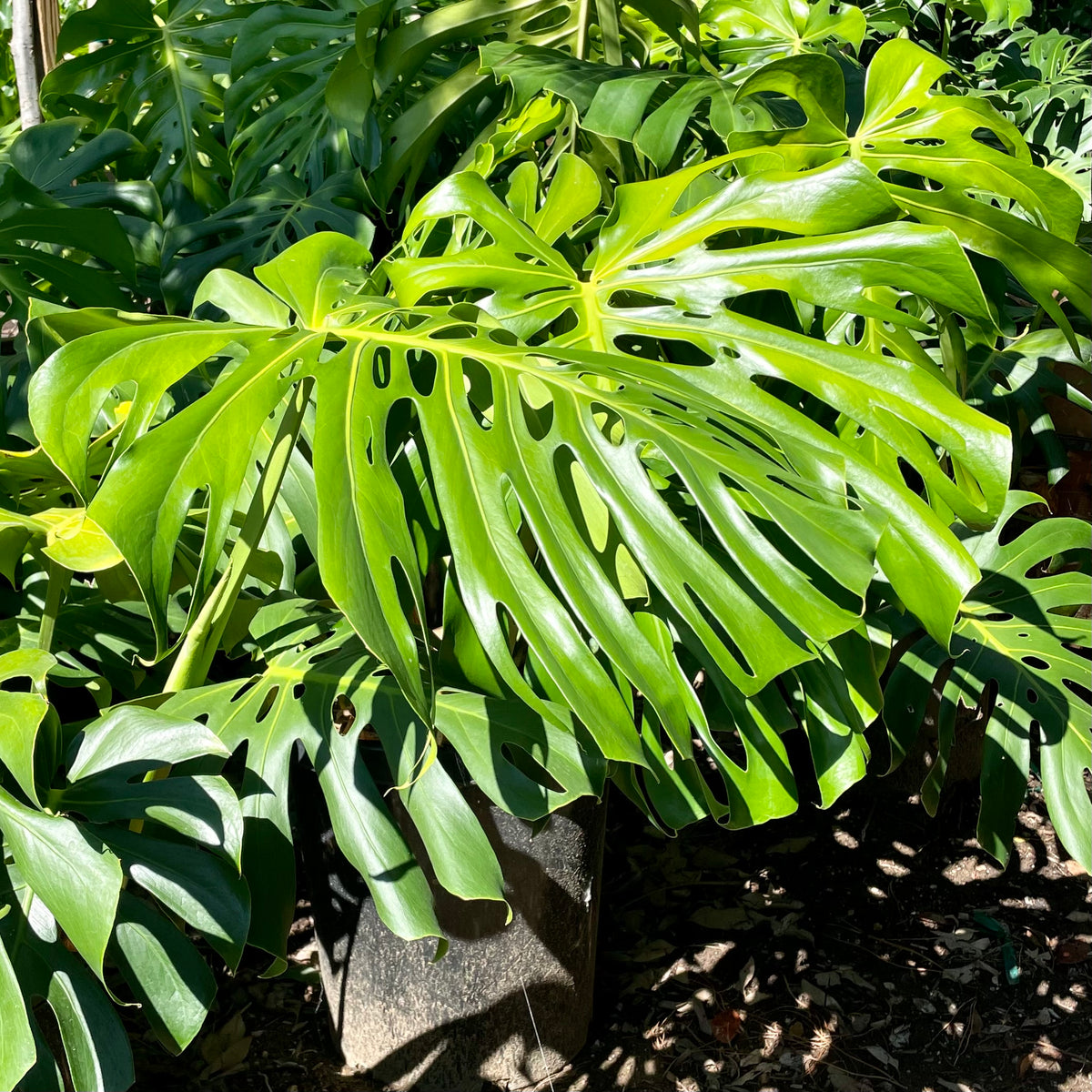 monstera juliusii Monstera - Swiss Cheese Plant