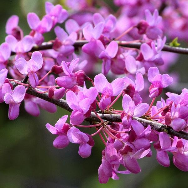 Shade Trees | C&J Gardening Center