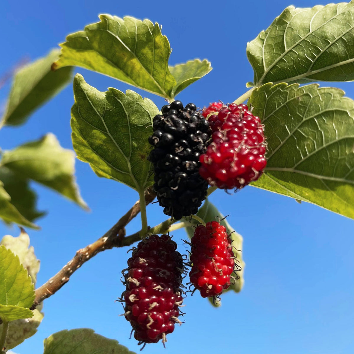 On Sale Exotic Fruiting Plants C J Gardening Center on-sale-exotic-fruiting-plants-c-j-gardening-center