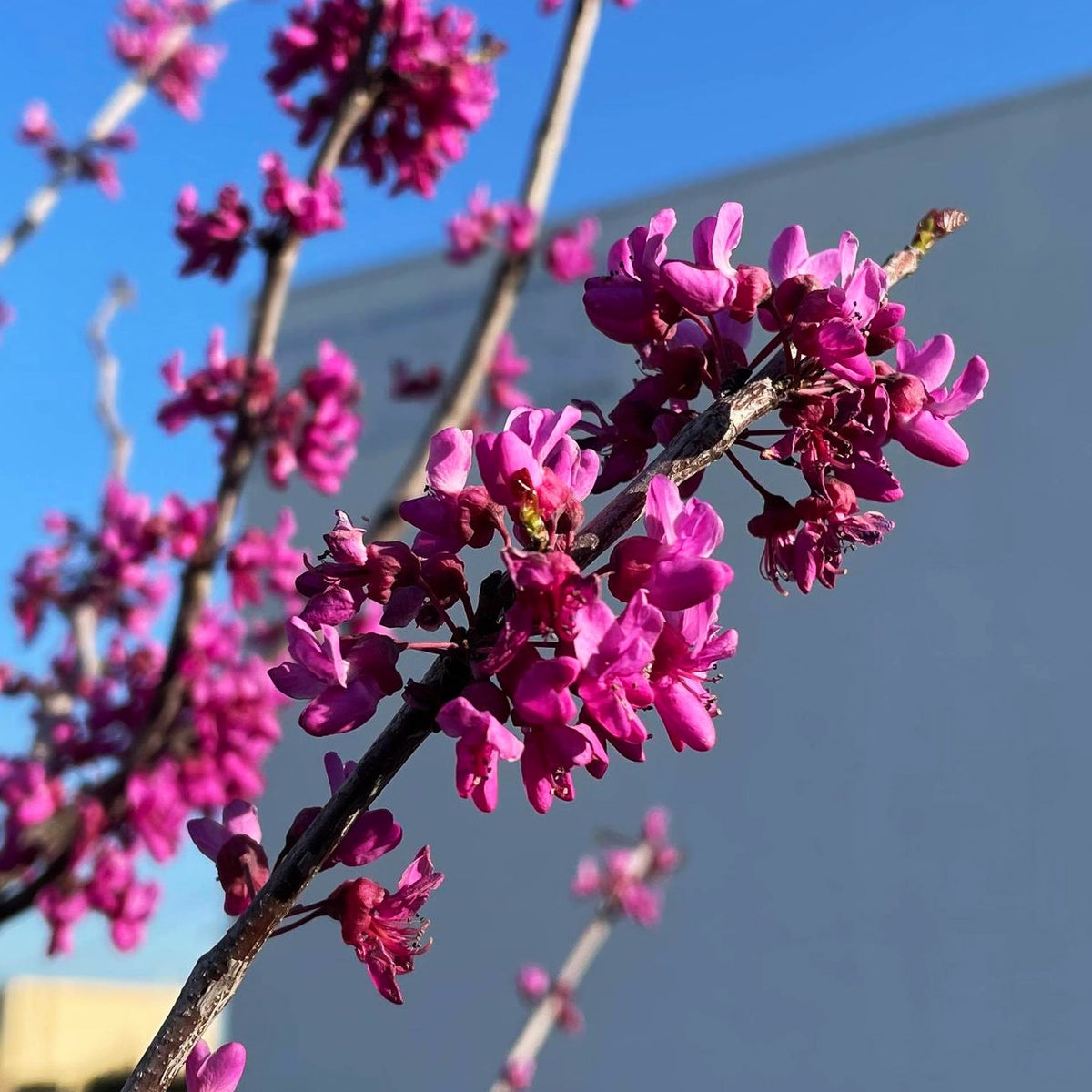 Flowering Trees C&J Gardening Center