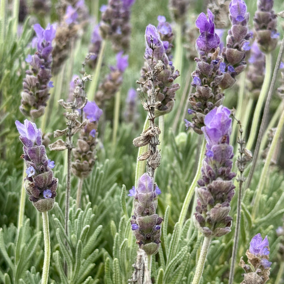French Lavender