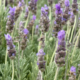 French Lavender