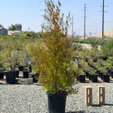 Purple Hopseed Bush - C&J Gardening Center
