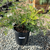 Robyn Gordon Grevillea - C&J Gardening Center