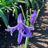 Dark Blue Lily of the Nile - C&J Gardening Center