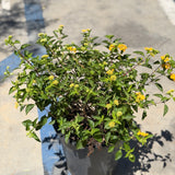 Gold Spreading Lantana - C&J Gardening Center