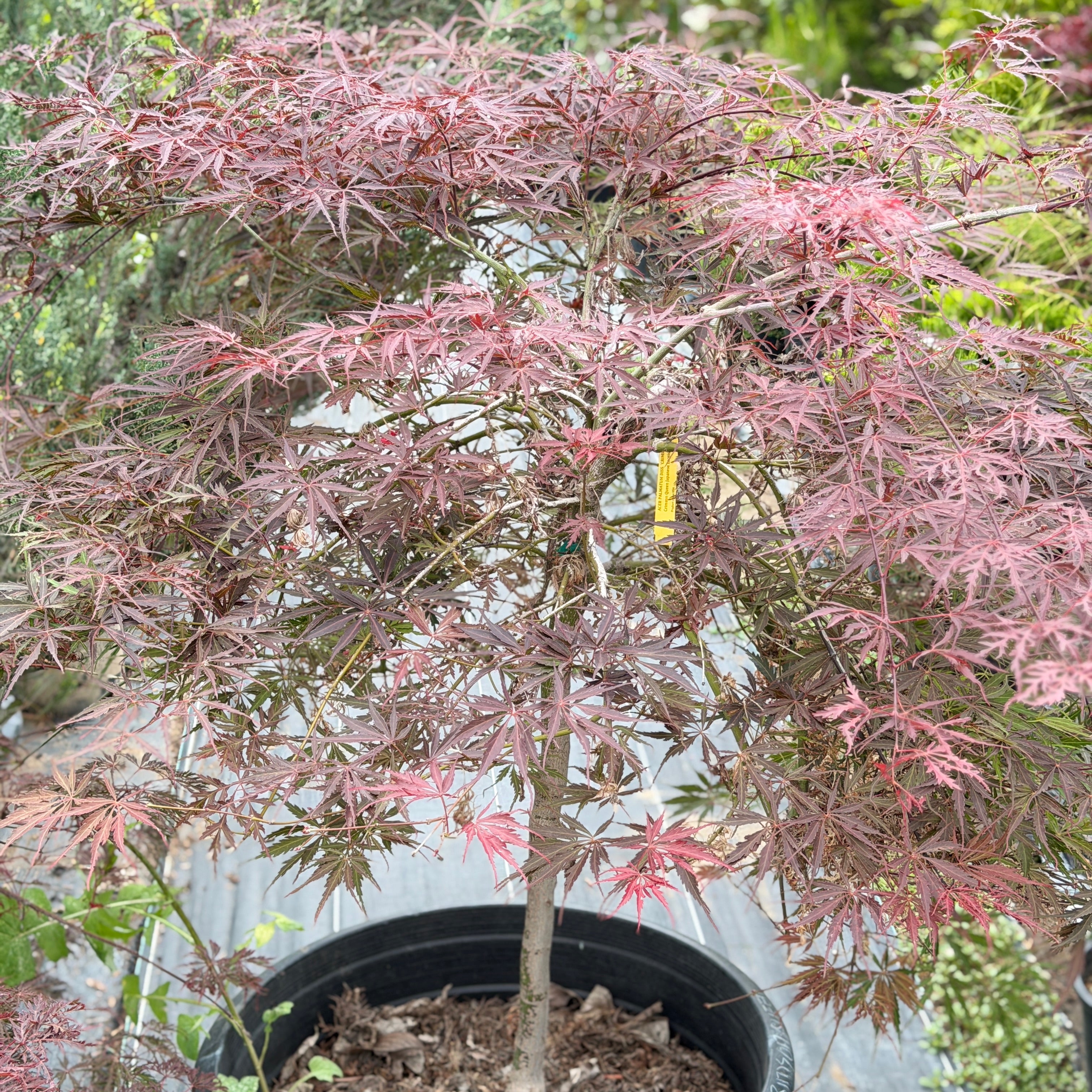 Crimson Queen Japanese Maple | C&J Gardening Center