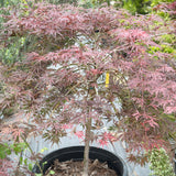 Crimson Queen Japanese Maple
