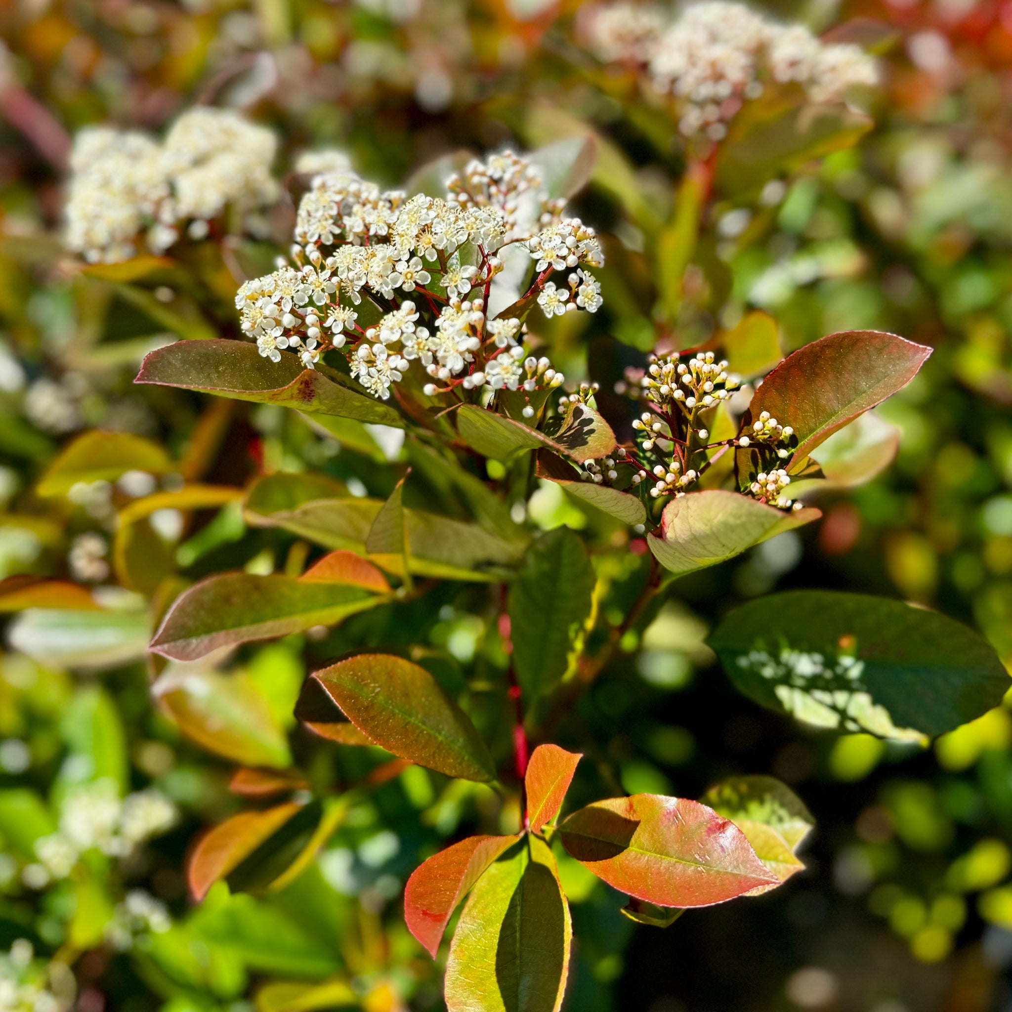 Red-Leaf Photinia Hedge Shrub