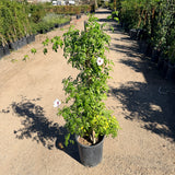 Pink Bower Vine - C&J Gardening Center