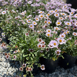 Pink Seaside Daisy - C&J Gardening Center
