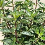Coyote Mint - C&J Gardening Center