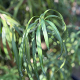 Long Leafed Yellowwood - Podocarpus Henkelii