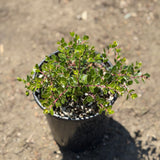 Emerald Carpet Manzanita - C&J Gardening Center