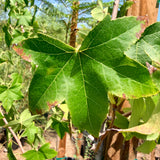 Sweet Gum - C&J Gardening Center