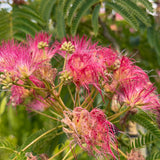Silk Tree (Mimosa) - C&J Gardening Center