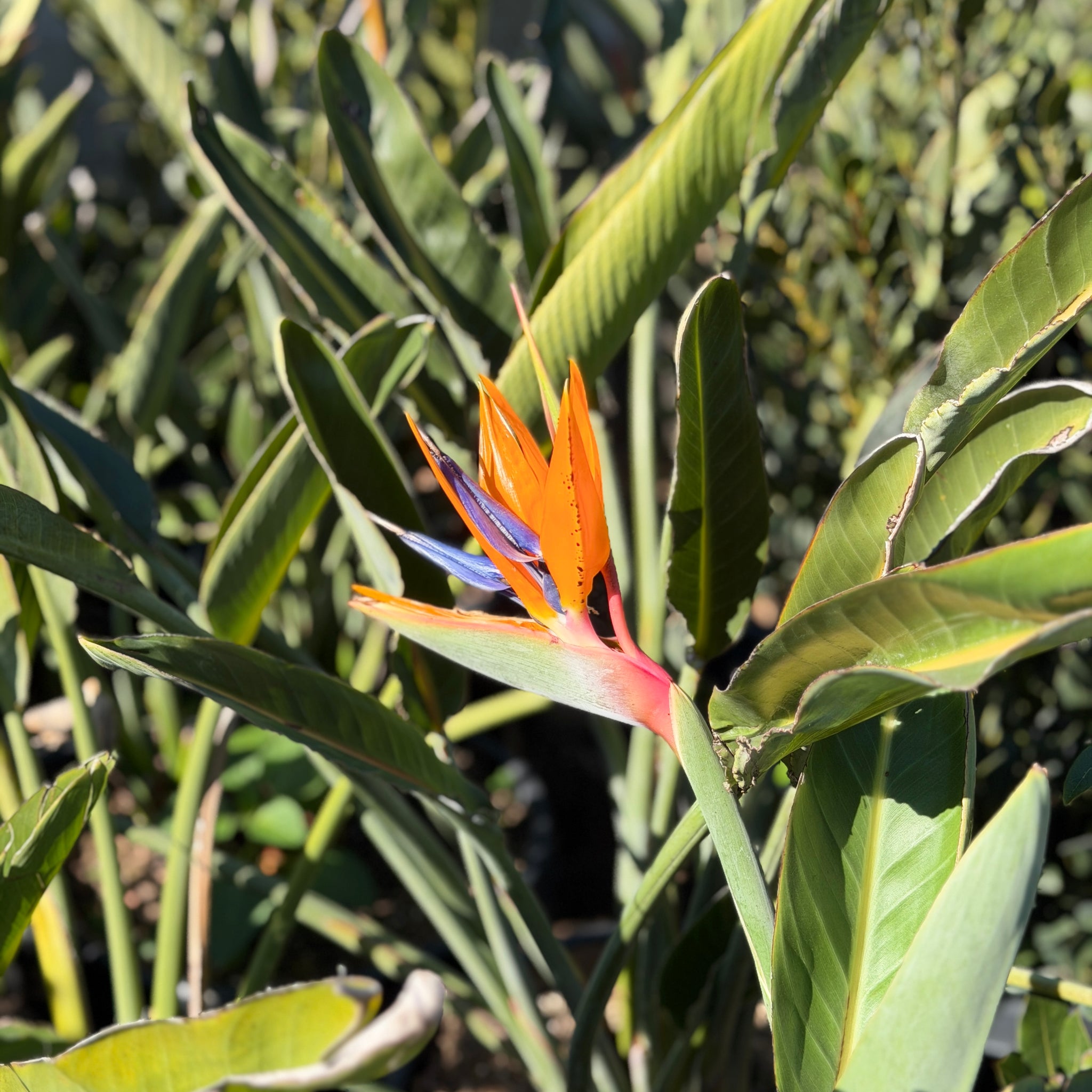 Bird of Paradise Flower Shrub