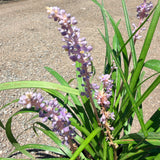 Blue Lily Turf - C&J Gardening Center