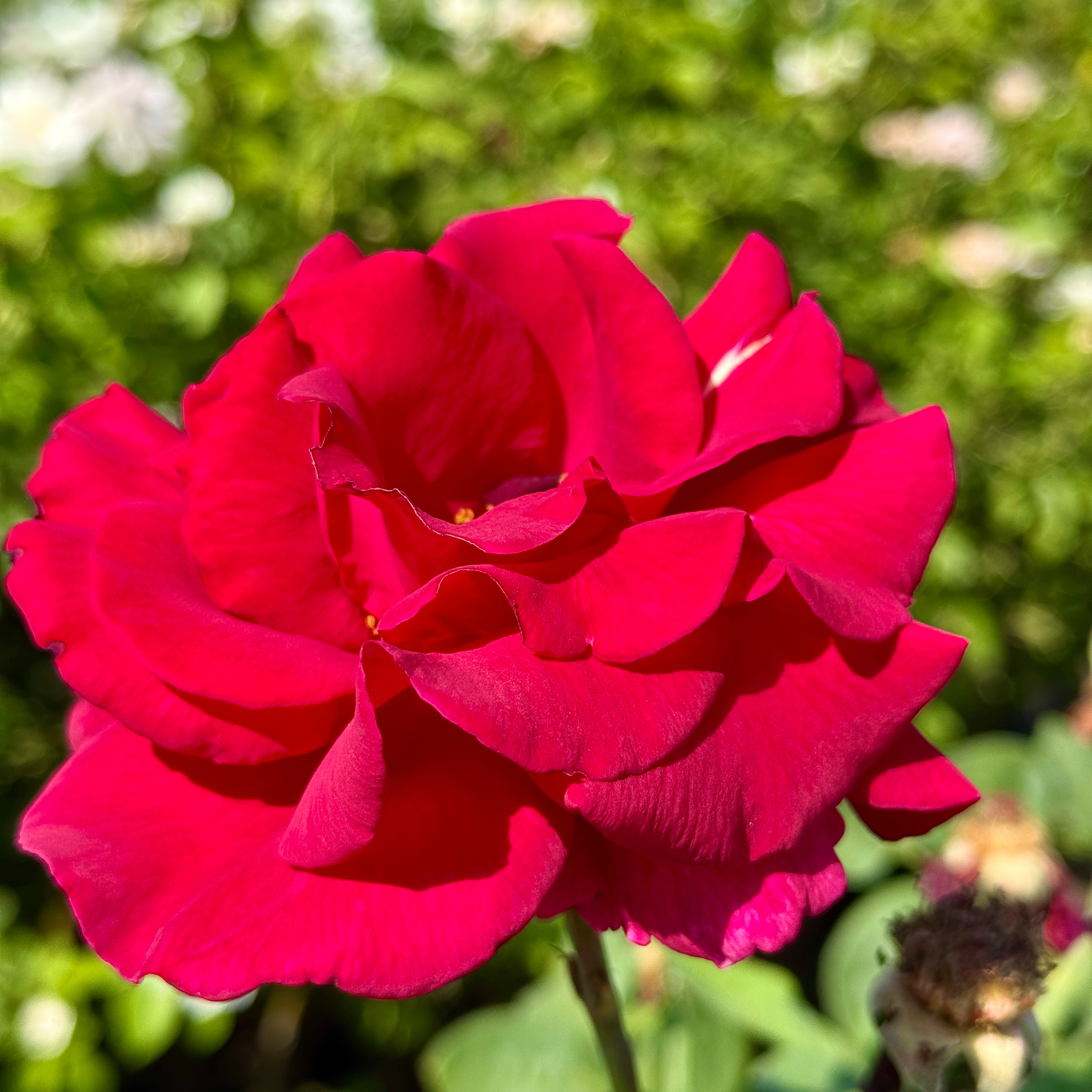 Mister Lincoln Red Rose Shrub | C&J Gardening Center