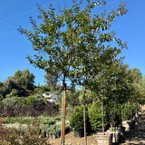 Lavender Crape Myrtle
