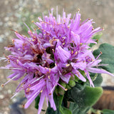 Coyote Mint - C&J Gardening Center