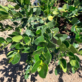 Green Carpet Low Growing Natal Plum - C&J Gardening Center