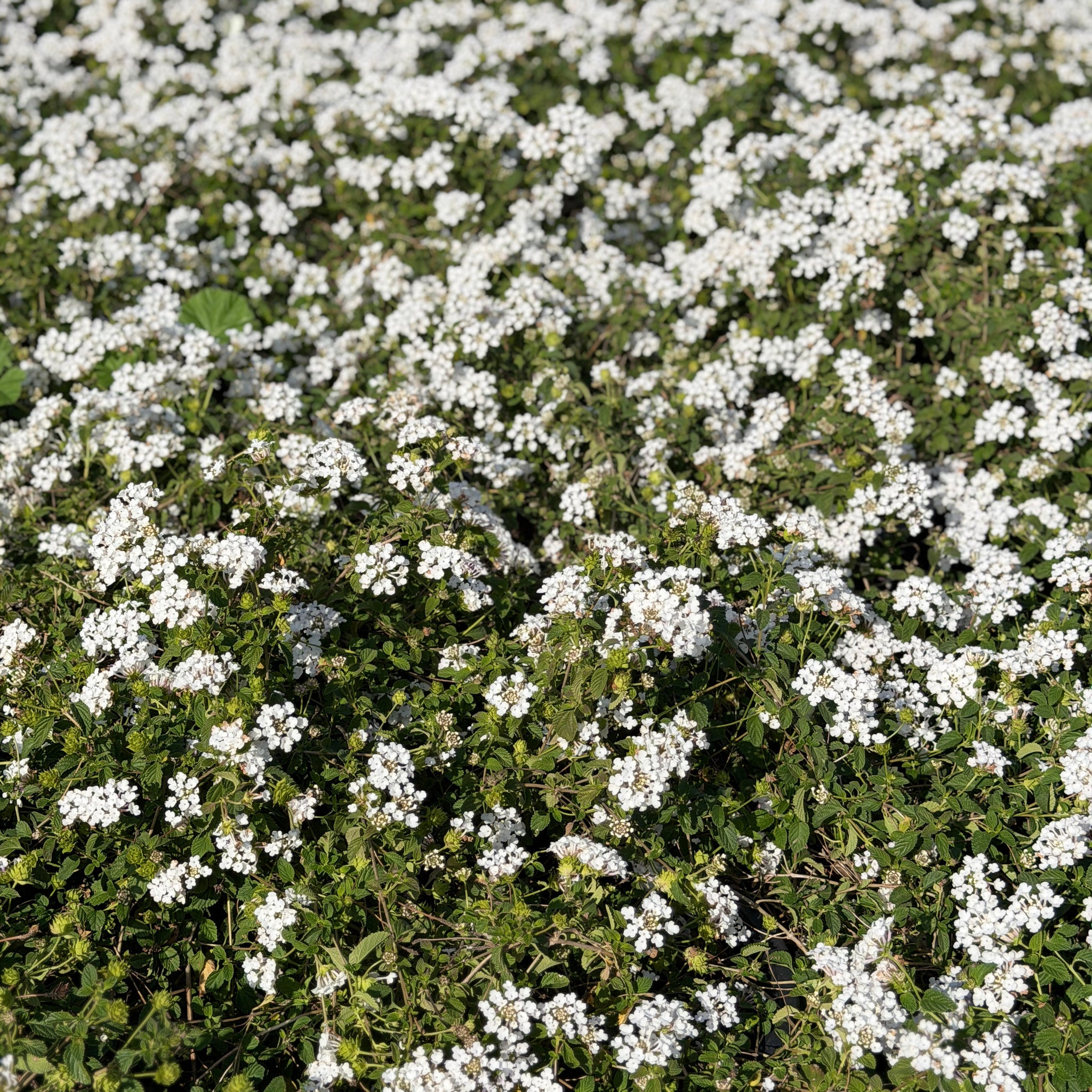 White Trailing Lantana | C&J Gardening Center