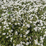 White Trailing Lantana