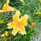 Eleanor Monkeyflower - C&J Gardening Center