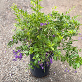 Sky Flower - C&J Gardening Center