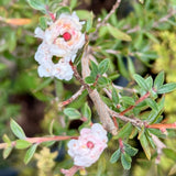 White New Zealand Tea Tree