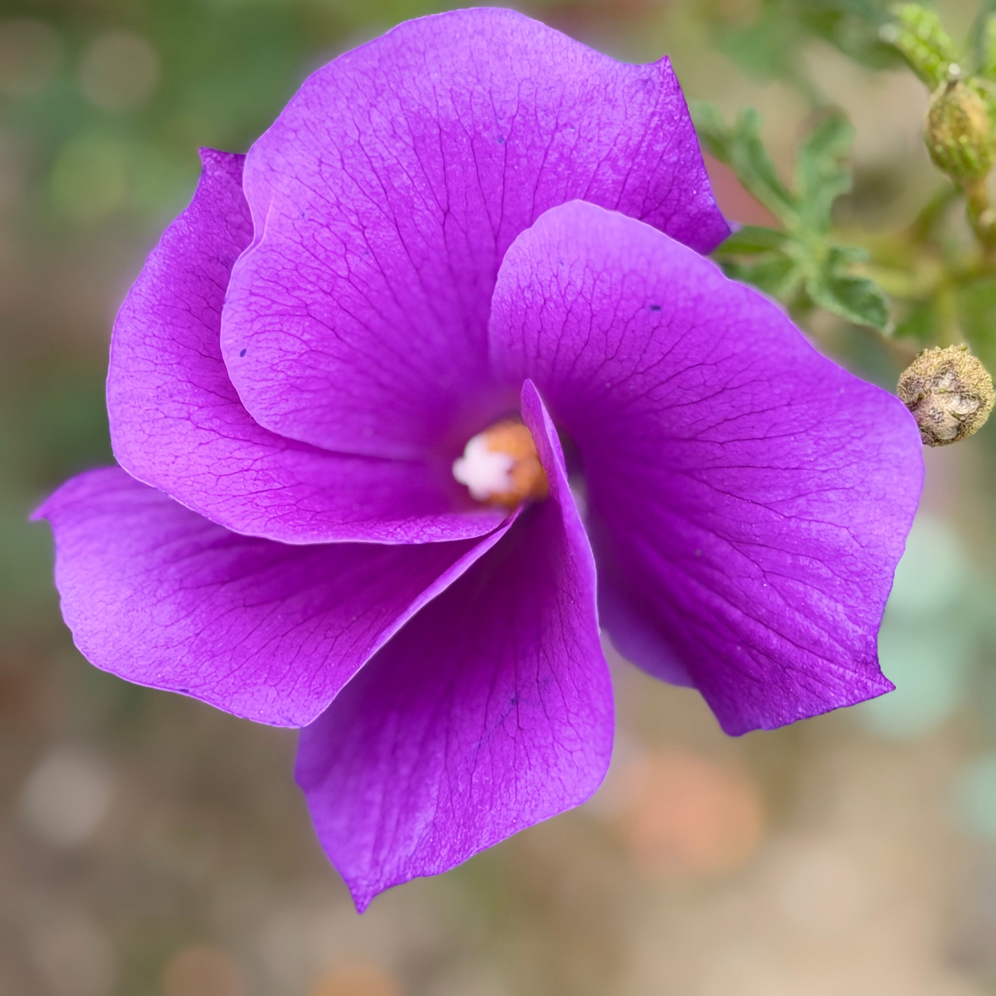 Blue Hibiscus | C&J Gardening Center