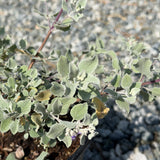 Silver Lining Desert Lavender - C&J Gardening Center